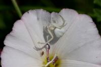 Misumena vatia