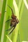 Dolomedes