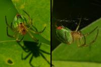 Araniella cucurbitina