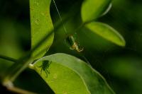 Araniella cucurbitina