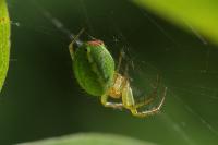 Araniella cucurbitina