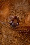 Dolomedes plantarius