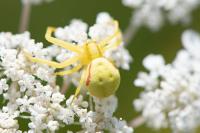 Misumena vatia