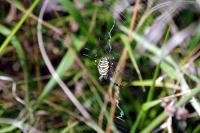 Argiope bruennichi