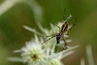 Argiope bruennichi