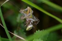Argiope bruennichi