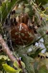 Araneus quadratus