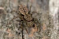 Marpissa muscosa