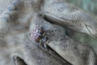 Araneus quadratus