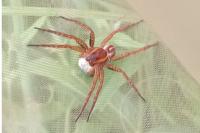 Dolomedes