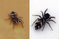Salticus scenicus