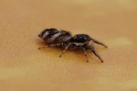Salticus scenicus