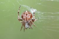 Agalenatea redii