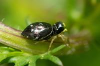 Heliophanus cupreus