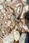 Arctosa cinerea