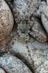 Arctosa cinerea