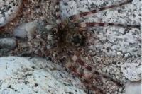 Arctosa cinerea