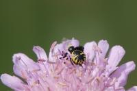 Synema globosum