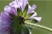 Synema globosum
