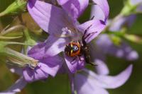Synema globosum