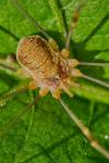 Opilio canestrinii