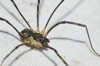 Mitopus morio