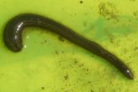 Pyronia tithonus