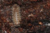 Cetonia aurata