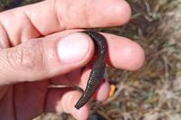 Chorthippus dorsatus dorsatus