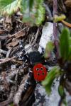 Eysarcoris aeneus
