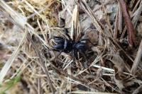 Gryllus campestris