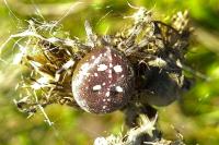 Araneus quadratus
