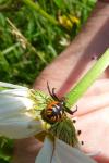Synema globosum