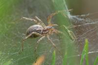 Allagelena gracilens