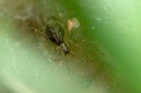 Allagelena gracilens