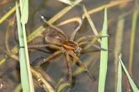 Dolomedes fimbriatus