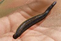 Nemobius sylvestris sylvestris