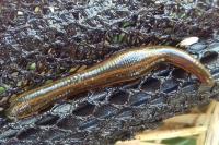 Xanthorhoe montanata